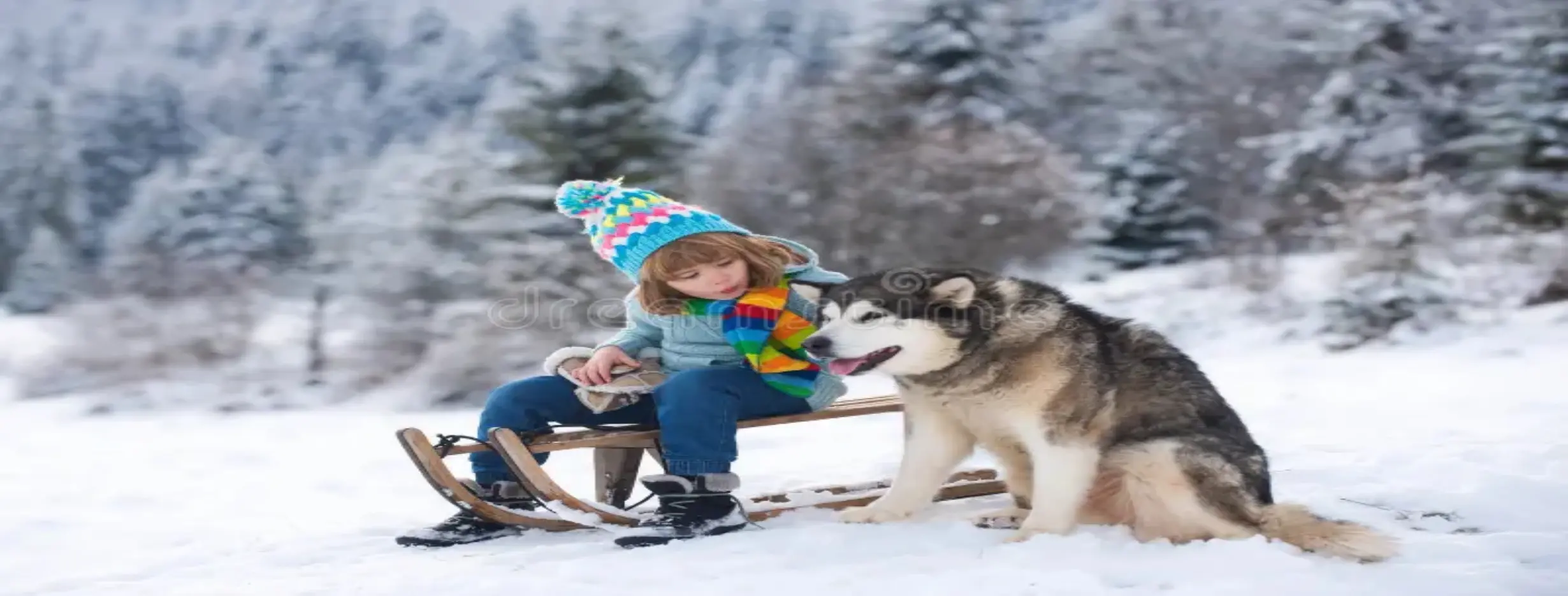 Image for Dog Sledding Fun